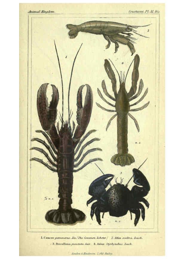 Reproducción/Reproduction 5987930462: The animal kingdom, arranged according to its organization London :G. Henderson,1834