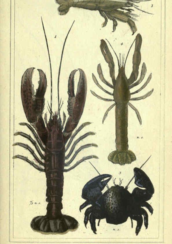 Reproducción/Reproduction 5987930462: The animal kingdom, arranged according to its organization London :G. Henderson,1834