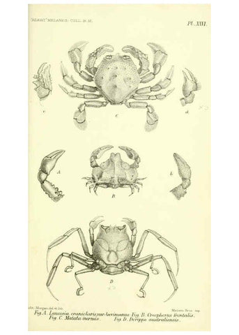 Reproducción/Reproduction 5988059090: Report on the zoological collections made in the Indo-Pacific Ocean during the voyage of H.M.S. 'Alert' 1881-2. London :Printed by order of the Trustees,1884