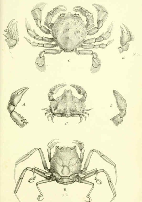 Reproducción/Reproduction 5988059090: Report on the zoological collections made in the Indo-Pacific Ocean during the voyage of H.M.S. 'Alert' 1881-2. London :Printed by order of the Trustees,1884
