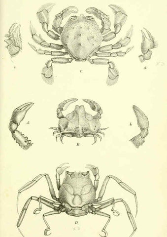 Reproducción/Reproduction 5988059090: Report on the zoological collections made in the Indo-Pacific Ocean during the voyage of H.M.S. 'Alert' 1881-2. London :Printed by order of the Trustees,1884