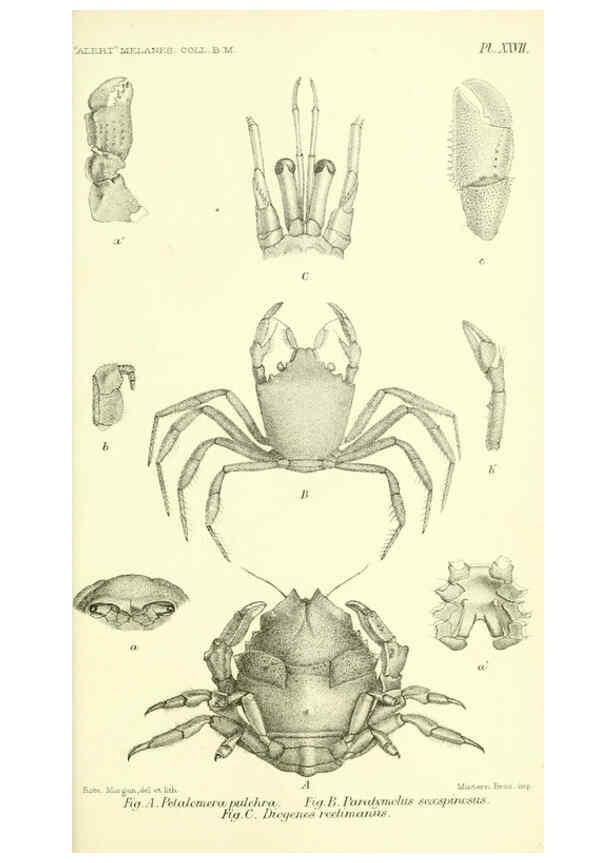 Reproducción/Reproduction 5987496145: Report on the zoological collections made in the Indo-Pacific Ocean during the voyage of H.M.S. 'Alert' 1881-2. London :Printed by order of the Trustees,1884