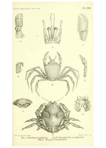 Reproducción/Reproduction 5987496145: Report on the zoological collections made in the Indo-Pacific Ocean during the voyage of H.M.S. 'Alert' 1881-2. London :Printed by order of the Trustees,1884