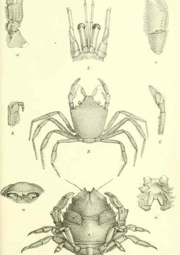 Reproducción/Reproduction 5987496145: Report on the zoological collections made in the Indo-Pacific Ocean during the voyage of H.M.S. 'Alert' 1881-2. London :Printed by order of the Trustees,1884