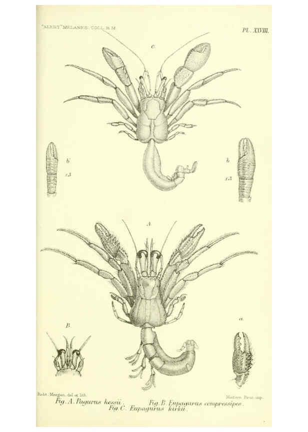 Reproducción/Reproduction 5988059534: Report on the zoological collections made in the Indo-Pacific Ocean during the voyage of H.M.S. 'Alert' 1881-2. London :Printed by order of the Trustees,1884