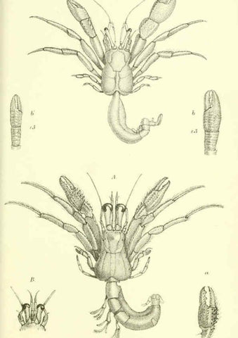 Reproducción/Reproduction 5988059534: Report on the zoological collections made in the Indo-Pacific Ocean during the voyage of H.M.S. 'Alert' 1881-2. London :Printed by order of the Trustees,1884