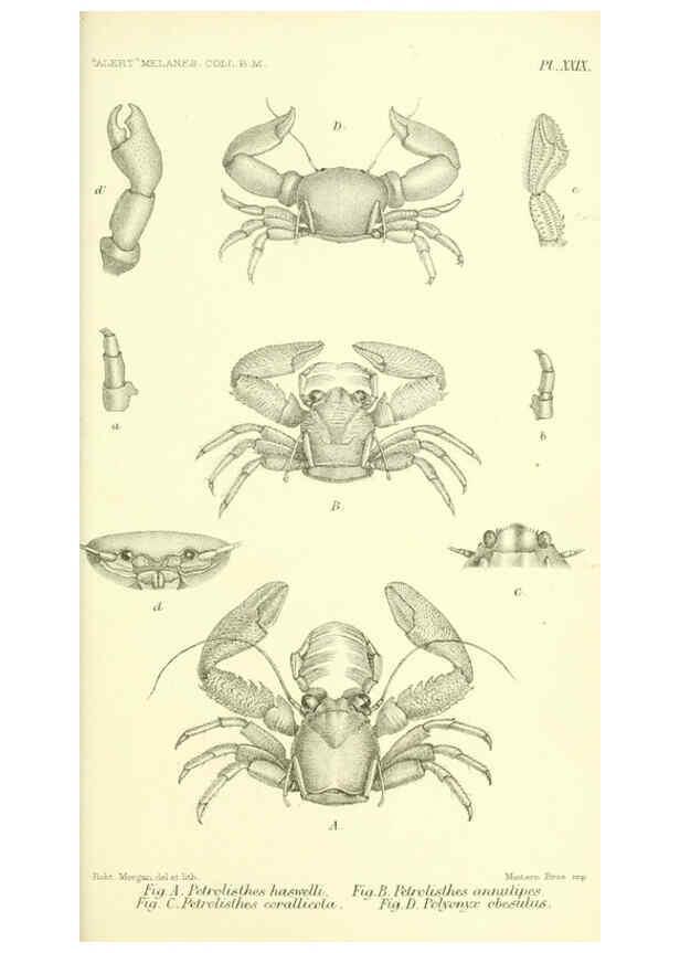 Reproducción/Reproduction 5988059744: Report on the zoological collections made in the Indo-Pacific Ocean during the voyage of H.M.S. 'Alert' 1881-2. London :Printed by order of the Trustees,1884