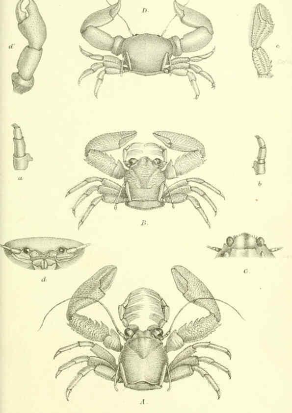 Reproducción/Reproduction 5988059744: Report on the zoological collections made in the Indo-Pacific Ocean during the voyage of H.M.S. 'Alert' 1881-2. London :Printed by order of the Trustees,1884