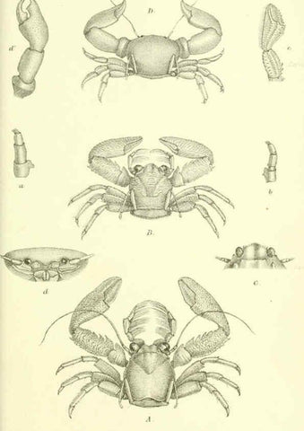 Reproducción/Reproduction 5988059744: Report on the zoological collections made in the Indo-Pacific Ocean during the voyage of H.M.S. 'Alert' 1881-2. London :Printed by order of the Trustees,1884