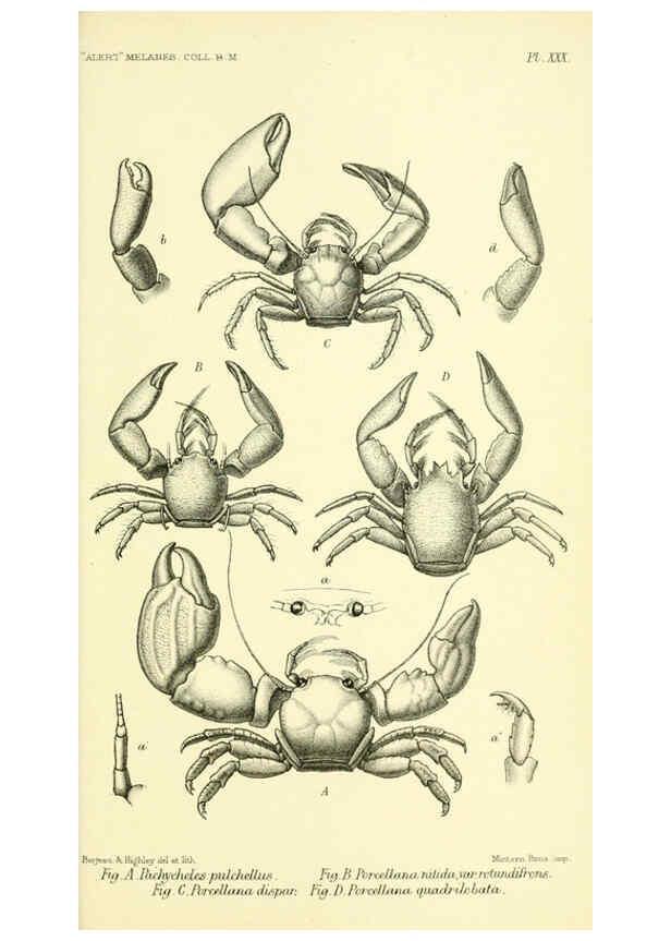 Reproducción/Reproduction 5988060046: Report on the zoological collections made in the Indo-Pacific Ocean during the voyage of H.M.S. 'Alert' 1881-2. London :Printed by order of the Trustees,1884