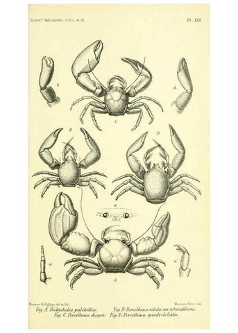 Reproducción/Reproduction 5988060046: Report on the zoological collections made in the Indo-Pacific Ocean during the voyage of H.M.S. 'Alert' 1881-2. London :Printed by order of the Trustees,1884