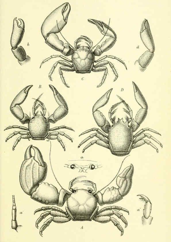 Reproducción/Reproduction 5988060046: Report on the zoological collections made in the Indo-Pacific Ocean during the voyage of H.M.S. 'Alert' 1881-2. London :Printed by order of the Trustees,1884