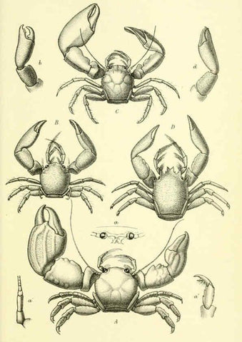Reproducción/Reproduction 5988060046: Report on the zoological collections made in the Indo-Pacific Ocean during the voyage of H.M.S. 'Alert' 1881-2. London :Printed by order of the Trustees,1884