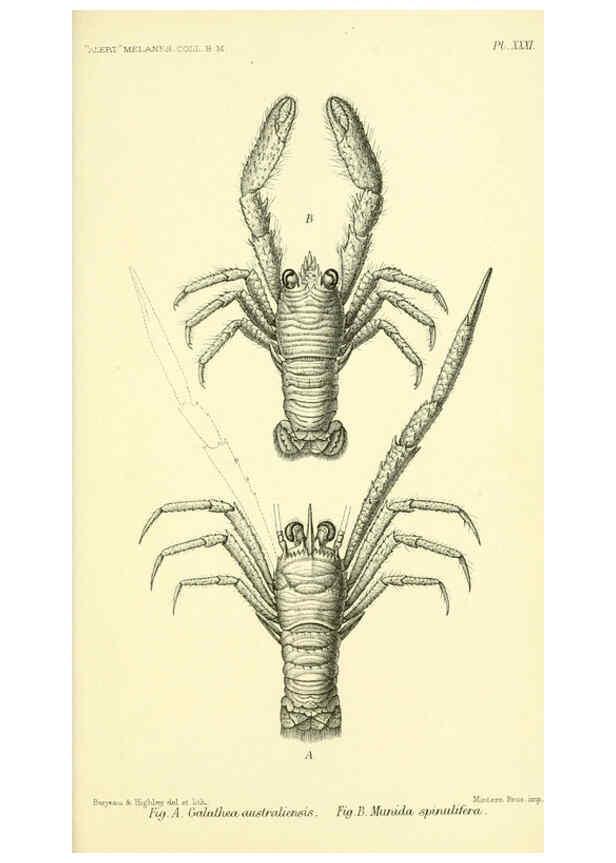 Reproducción/Reproduction 5987497103: Report on the zoological collections made in the Indo-Pacific Ocean during the voyage of H.M.S. 'Alert' 1881-2. London :Printed by order of the Trustees,1884