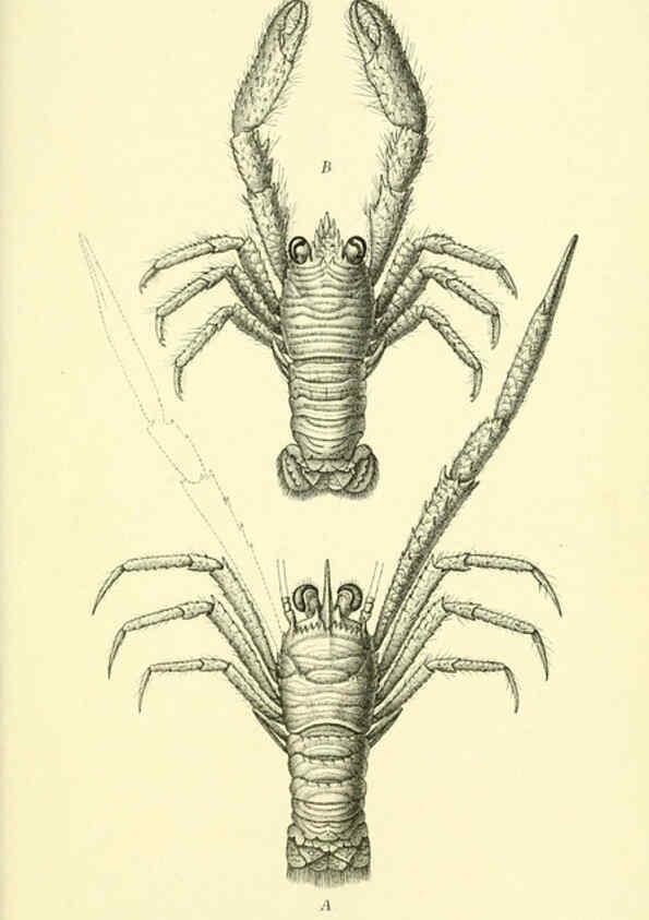Reproducción/Reproduction 5987497103: Report on the zoological collections made in the Indo-Pacific Ocean during the voyage of H.M.S. 'Alert' 1881-2. London :Printed by order of the Trustees,1884