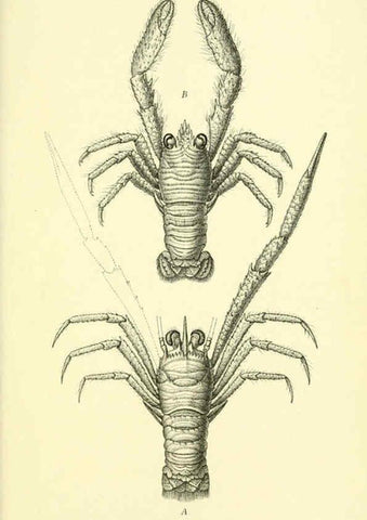 Reproducción/Reproduction 5987497103: Report on the zoological collections made in the Indo-Pacific Ocean during the voyage of H.M.S. 'Alert' 1881-2. London :Printed by order of the Trustees,1884