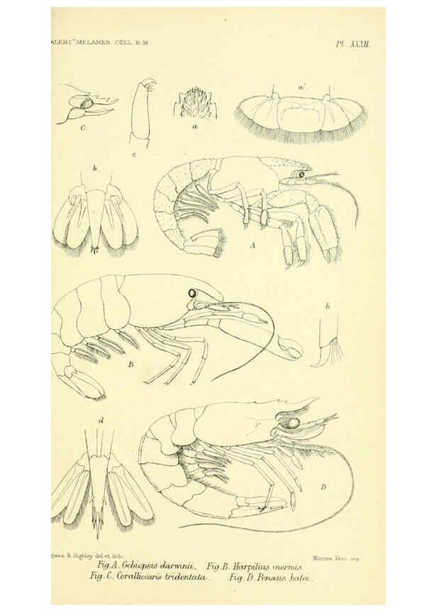 Reproducción/Reproduction 5988060620: Report on the zoological collections made in the Indo-Pacific Ocean during the voyage of H.M.S. 'Alert' 1881-2. London :Printed by order of the Trustees,1884