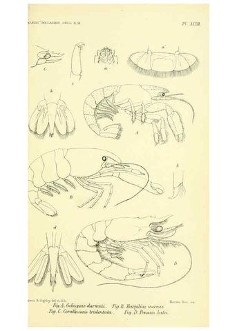 Reproducción/Reproduction 5988060620: Report on the zoological collections made in the Indo-Pacific Ocean during the voyage of H.M.S. 'Alert' 1881-2. London :Printed by order of the Trustees,1884