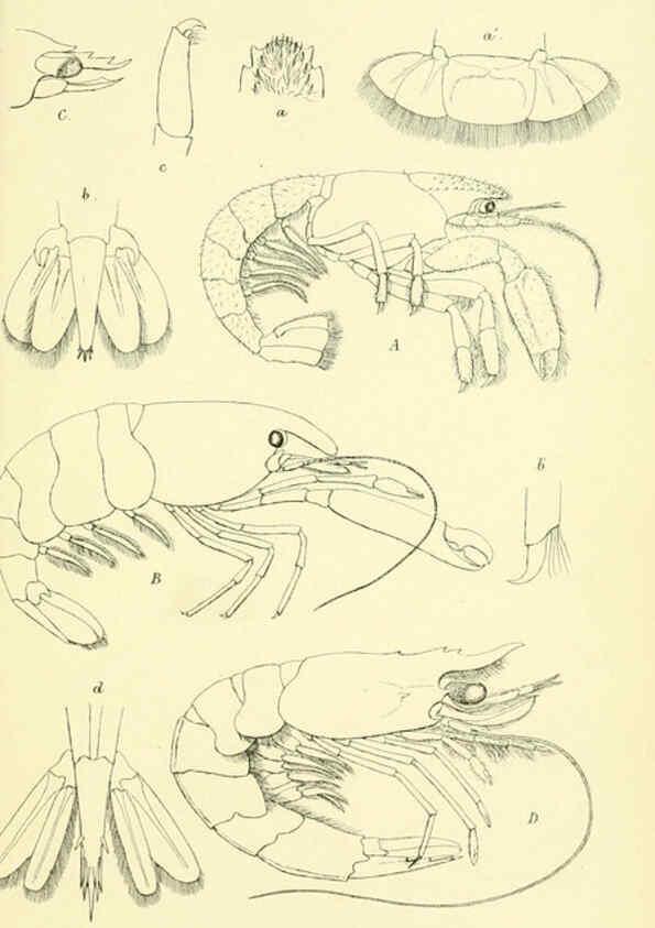 Reproducción/Reproduction 5988060620: Report on the zoological collections made in the Indo-Pacific Ocean during the voyage of H.M.S. 'Alert' 1881-2. London :Printed by order of the Trustees,1884