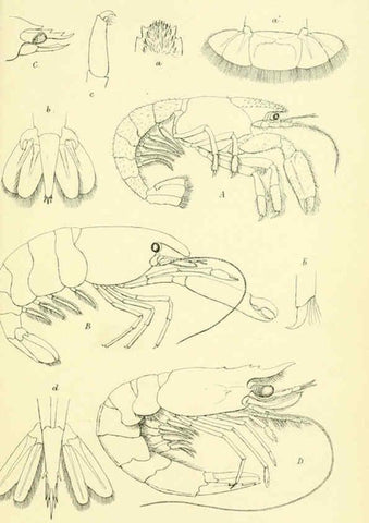Reproducción/Reproduction 5988060620: Report on the zoological collections made in the Indo-Pacific Ocean during the voyage of H.M.S. 'Alert' 1881-2. London :Printed by order of the Trustees,1884