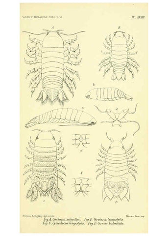 Reproducción/Reproduction 5987497727: Report on the zoological collections made in the Indo-Pacific Ocean during the voyage of H.M.S. 'Alert' 1881-2. London :Printed by order of the Trustees,1884