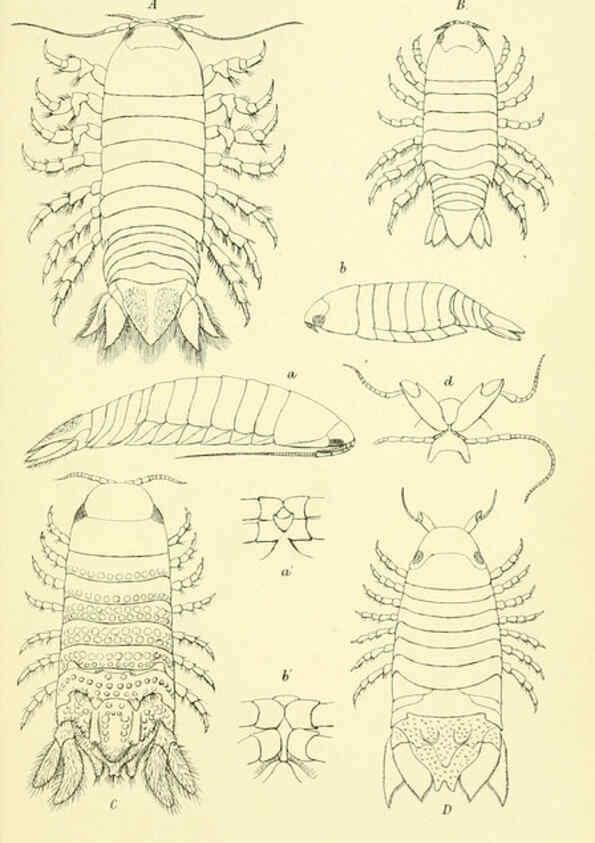 Reproducción/Reproduction 5987497727: Report on the zoological collections made in the Indo-Pacific Ocean during the voyage of H.M.S. 'Alert' 1881-2. London :Printed by order of the Trustees,1884
