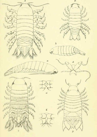 Reproducción/Reproduction 5987497727: Report on the zoological collections made in the Indo-Pacific Ocean during the voyage of H.M.S. 'Alert' 1881-2. London :Printed by order of the Trustees,1884
