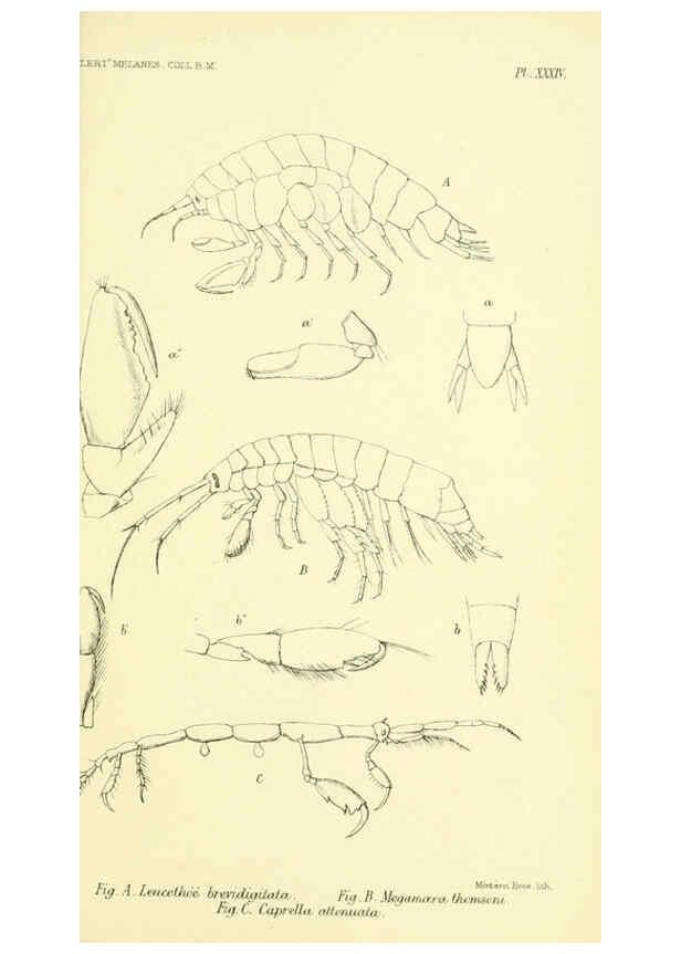 Reproducción/Reproduction 5988061244: Report on the zoological collections made in the Indo-Pacific Ocean during the voyage of H.M.S. 'Alert' 1881-2. London :Printed by order of the Trustees,1884