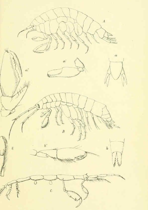 Reproducción/Reproduction 5988061244: Report on the zoological collections made in the Indo-Pacific Ocean during the voyage of H.M.S. 'Alert' 1881-2. London :Printed by order of the Trustees,1884