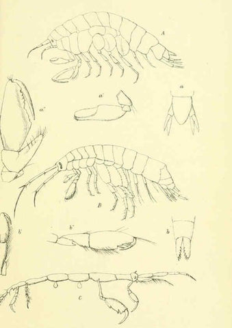 Reproducción/Reproduction 5988061244: Report on the zoological collections made in the Indo-Pacific Ocean during the voyage of H.M.S. 'Alert' 1881-2. London :Printed by order of the Trustees,1884