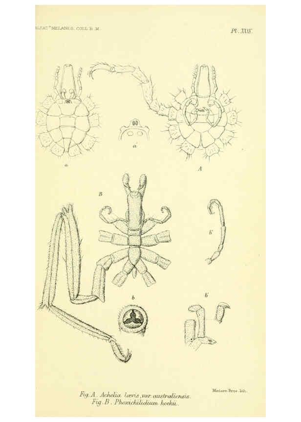 Reproducción/Reproduction 5987498243: Report on the zoological collections made in the Indo-Pacific Ocean during the voyage of H.M.S. 'Alert' 1881-2. London :Printed by order of the Trustees,1884