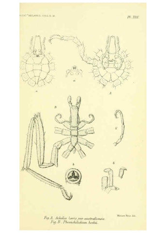 Reproducción/Reproduction 5987498243: Report on the zoological collections made in the Indo-Pacific Ocean during the voyage of H.M.S. 'Alert' 1881-2. London :Printed by order of the Trustees,1884