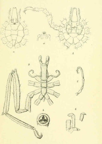 Reproducción/Reproduction 5987498243: Report on the zoological collections made in the Indo-Pacific Ocean during the voyage of H.M.S. 'Alert' 1881-2. London :Printed by order of the Trustees,1884