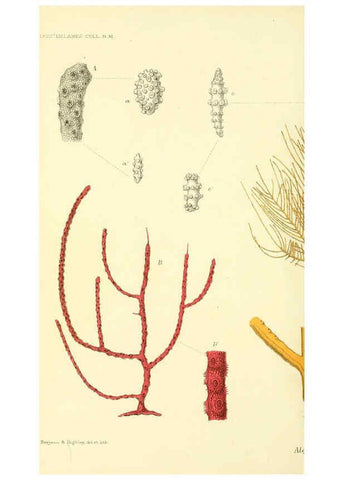 Reproducción/Reproduction 5987498503: Report on the zoological collections made in the Indo-Pacific Ocean during the voyage of H.M.S. 'Alert' 1881-2. London :Printed by order of the Trustees,1884