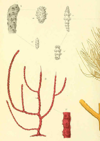 Reproducción/Reproduction 5987498503: Report on the zoological collections made in the Indo-Pacific Ocean during the voyage of H.M.S. 'Alert' 1881-2. London :Printed by order of the Trustees,1884