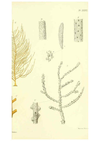 Reproducción/Reproduction 5988061994: Report on the zoological collections made in the Indo-Pacific Ocean during the voyage of H.M.S. 'Alert' 1881-2. London :Printed by order of the Trustees,1884