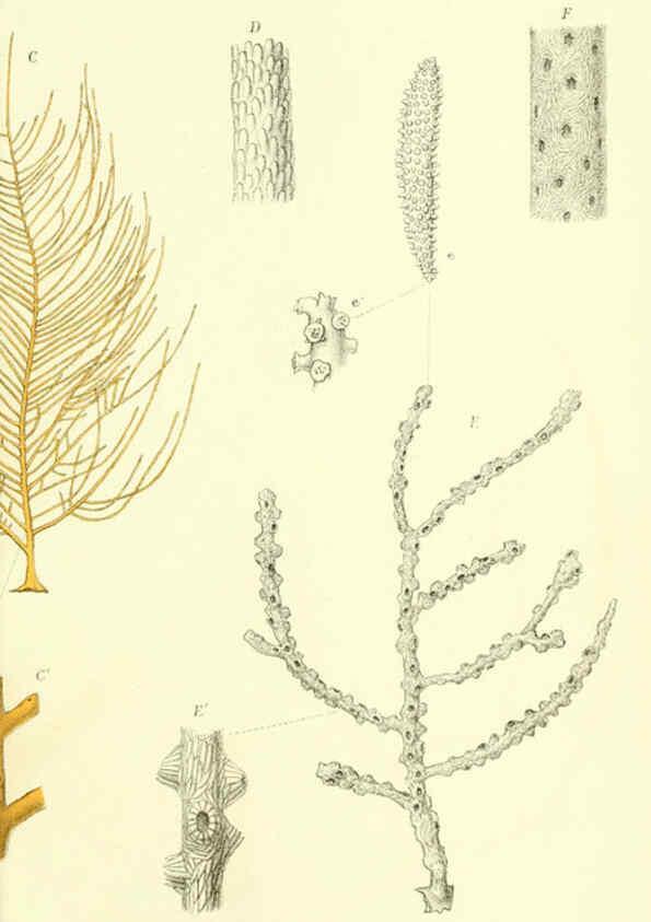 Reproducción/Reproduction 5988061994: Report on the zoological collections made in the Indo-Pacific Ocean during the voyage of H.M.S. 'Alert' 1881-2. London :Printed by order of the Trustees,1884