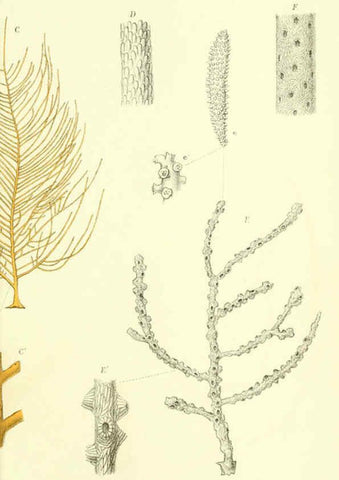 Reproducción/Reproduction 5988061994: Report on the zoological collections made in the Indo-Pacific Ocean during the voyage of H.M.S. 'Alert' 1881-2. London :Printed by order of the Trustees,1884