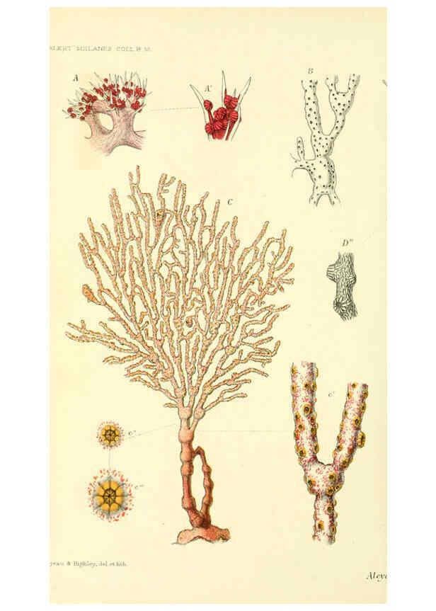 Reproducción/Reproduction 5987499113: Report on the zoological collections made in the Indo-Pacific Ocean during the voyage of H.M.S. 'Alert' 1881-2. London :Printed by order of the Trustees,1884