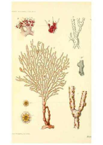 Reproducción/Reproduction 5987499113: Report on the zoological collections made in the Indo-Pacific Ocean during the voyage of H.M.S. 'Alert' 1881-2. London :Printed by order of the Trustees,1884