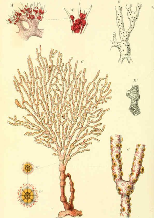 Reproducción/Reproduction 5987499113: Report on the zoological collections made in the Indo-Pacific Ocean during the voyage of H.M.S. 'Alert' 1881-2. London :Printed by order of the Trustees,1884