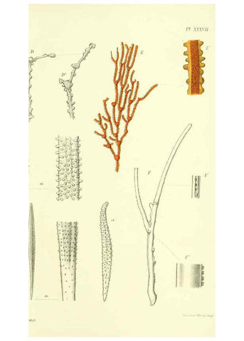 Reproducción/Reproduction 5987499325: Report on the zoological collections made in the Indo-Pacific Ocean during the voyage of H.M.S. 'Alert' 1881-2. London :Printed by order of the Trustees,1884