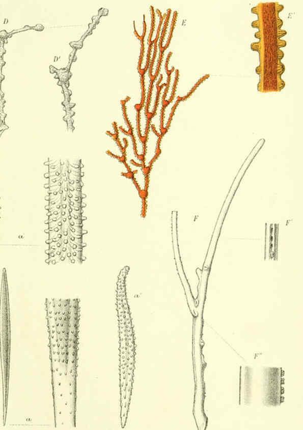 Reproducción/Reproduction 5987499325: Report on the zoological collections made in the Indo-Pacific Ocean during the voyage of H.M.S. 'Alert' 1881-2. London :Printed by order of the Trustees,1884