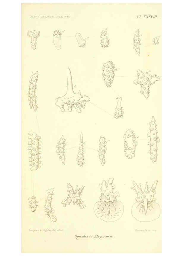 Reproducción/Reproduction 5987499621: Report on the zoological collections made in the Indo-Pacific Ocean during the voyage of H.M.S. 'Alert' 1881-2. London :Printed by order of the Trustees,1884