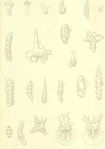 Reproducción/Reproduction 5987499621: Report on the zoological collections made in the Indo-Pacific Ocean during the voyage of H.M.S. 'Alert' 1881-2. London :Printed by order of the Trustees,1884