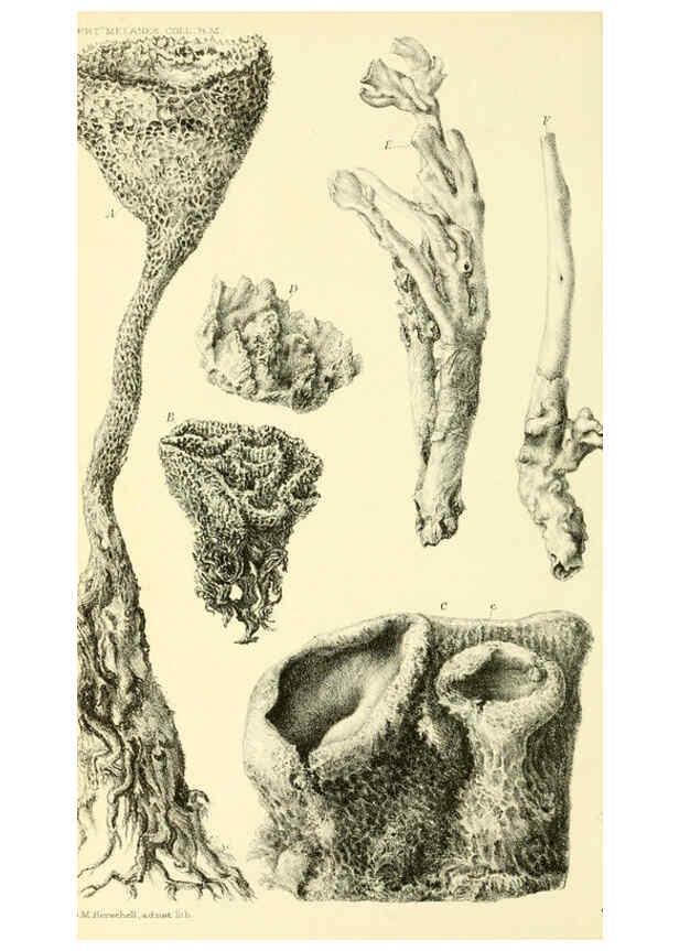 Reproducción/Reproduction 5987500103: Report on the zoological collections made in the Indo-Pacific Ocean during the voyage of H.M.S. 'Alert' 1881-2. London :Printed by order of the Trustees,1884