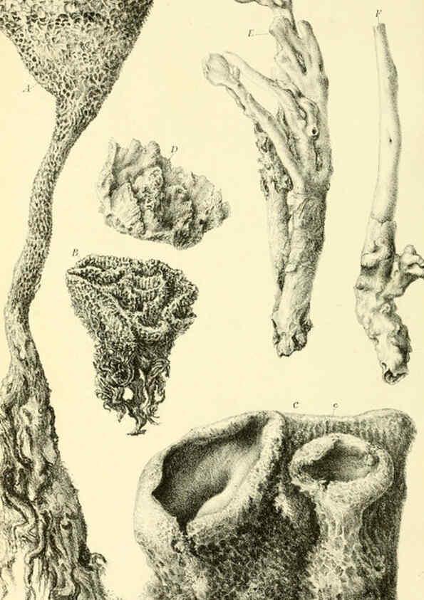 Reproducción/Reproduction 5987500103: Report on the zoological collections made in the Indo-Pacific Ocean during the voyage of H.M.S. 'Alert' 1881-2. London :Printed by order of the Trustees,1884