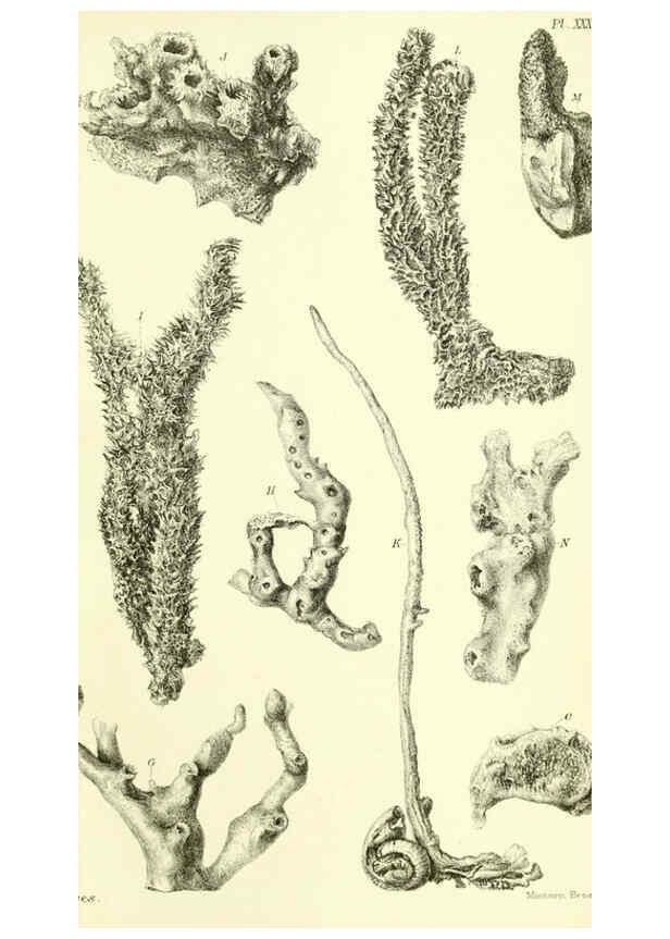 Reproducción/Reproduction 5988063562: Report on the zoological collections made in the Indo-Pacific Ocean during the voyage of H.M.S. 'Alert' 1881-2. London :Printed by order of the Trustees,1884