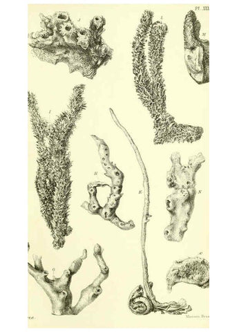 Reproducción/Reproduction 5988063562: Report on the zoological collections made in the Indo-Pacific Ocean during the voyage of H.M.S. 'Alert' 1881-2. London :Printed by order of the Trustees,1884