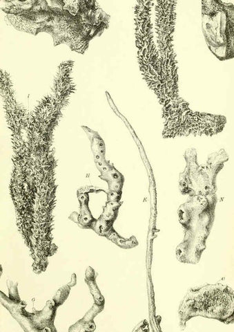 Reproducción/Reproduction 5988063562: Report on the zoological collections made in the Indo-Pacific Ocean during the voyage of H.M.S. 'Alert' 1881-2. London :Printed by order of the Trustees,1884